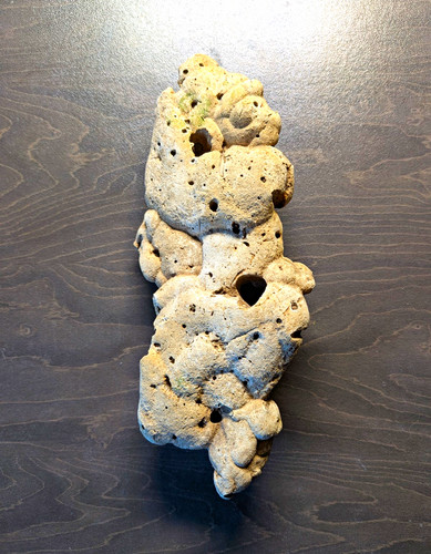 Large hag stone 16cm - uk,