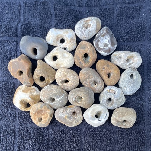 Twenty natural hag stones - natural,