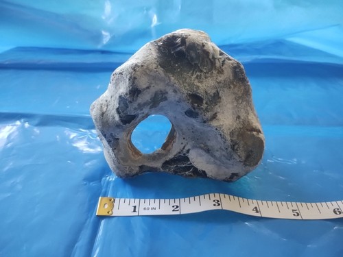 Large hag stone with - large, hole