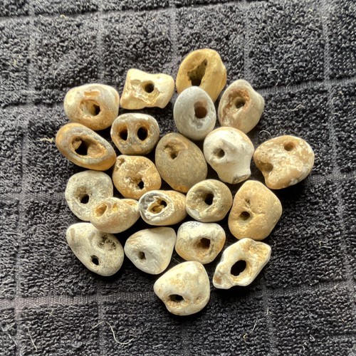 Twenty natural hag stones - natural,